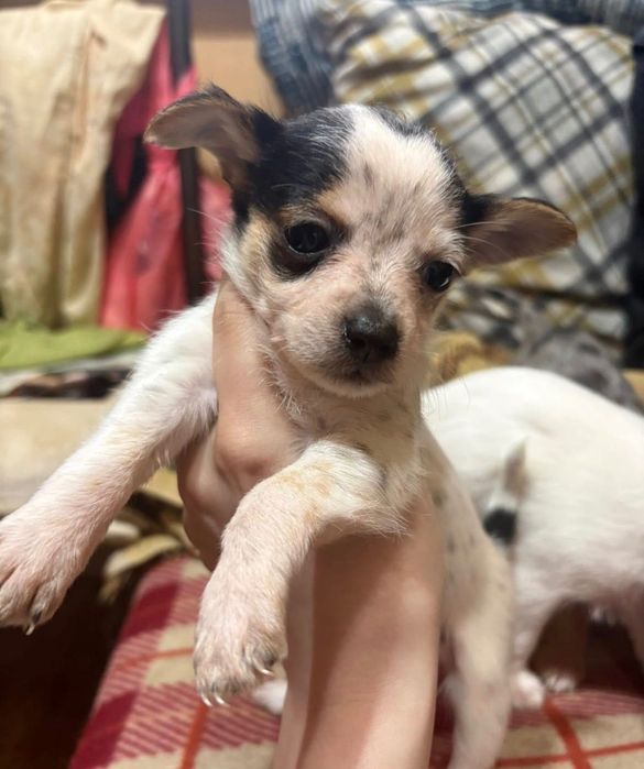 Четири малки здрави кученца