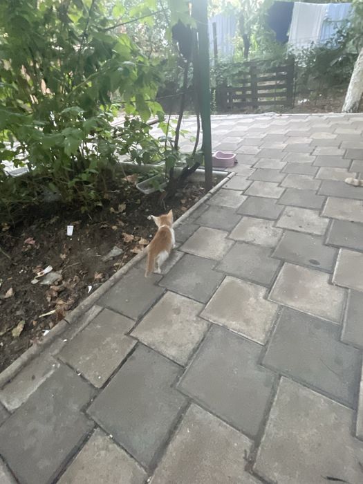 Trei ghemotoace de aproape două luni își caută omul în București!