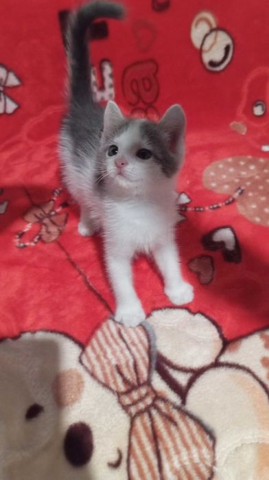 Отдам котят в добрые руки