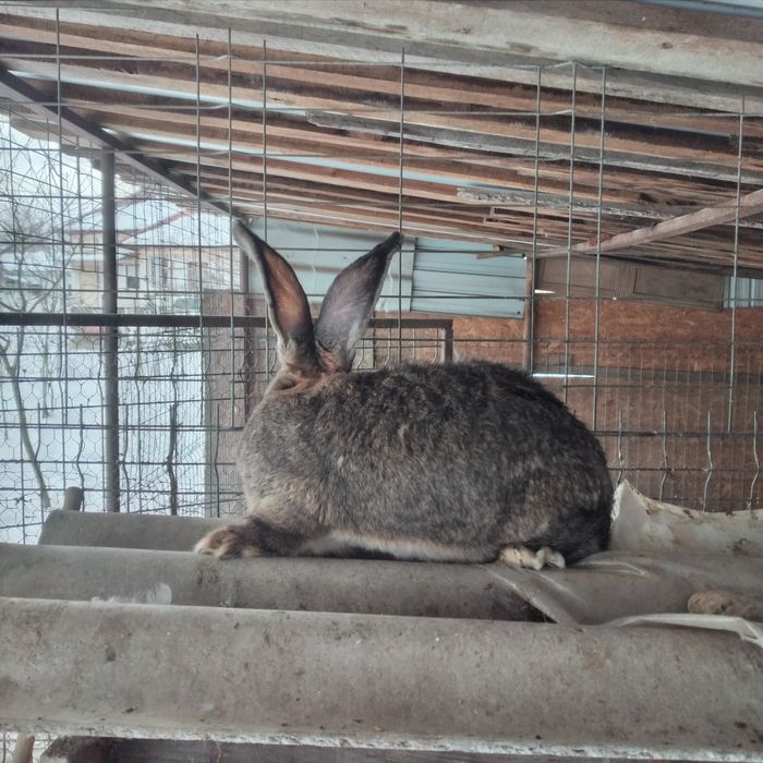 Vînd Femela uriaș german