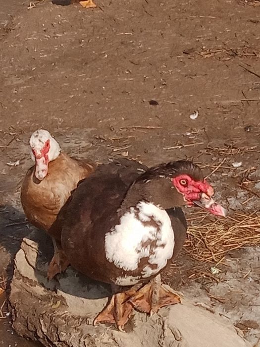 Продам индоутки 8 месяцев