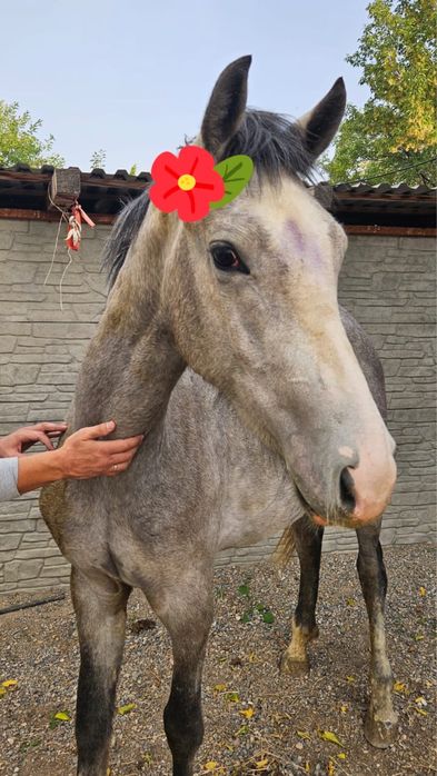 Продается лошадь