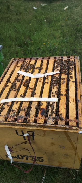 Vand familii de albine