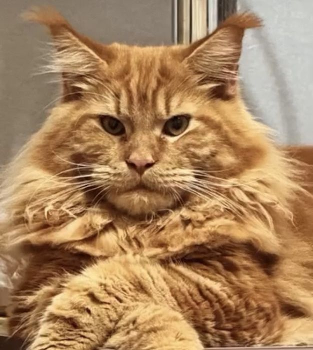 Мейн-Кун котята