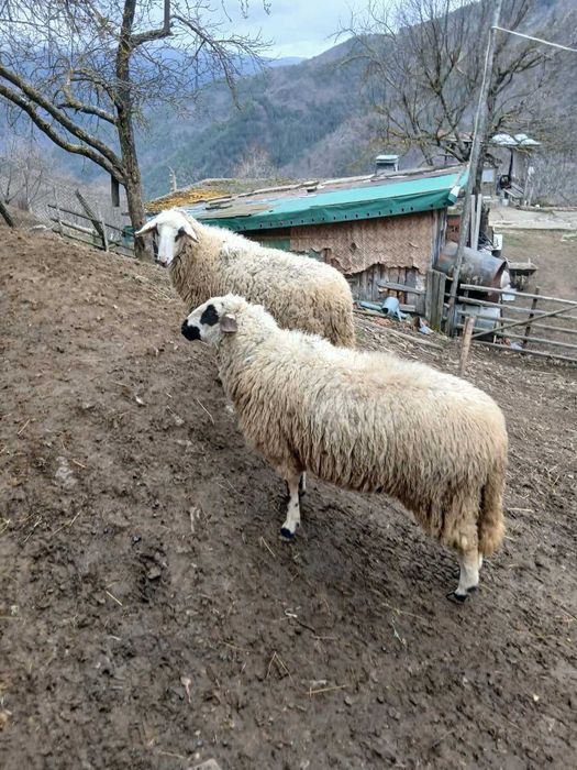 Продавам 5 овце на 8 месеца