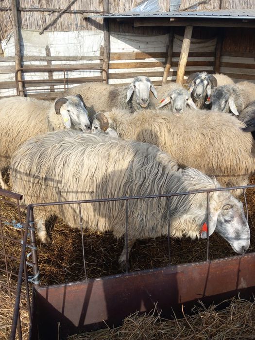 Vand berbeci karakul