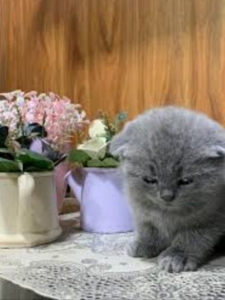 Скотиш фолд котята от правильной вязки