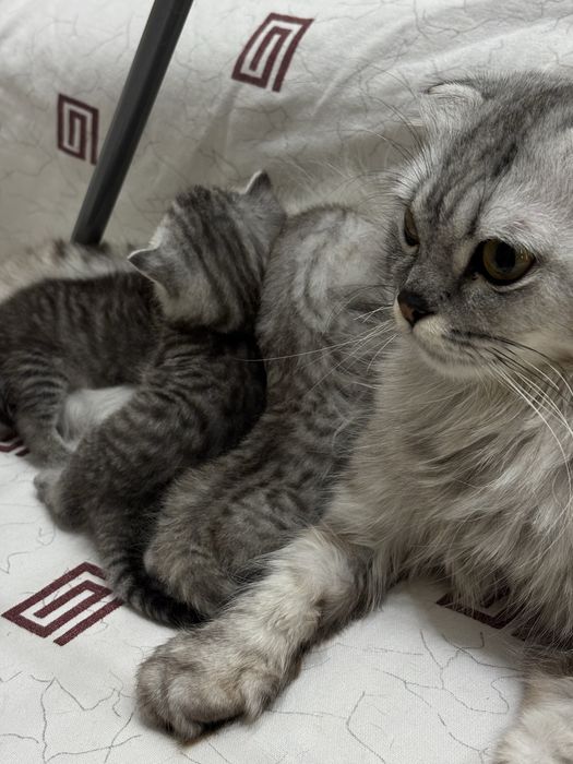 Шотландские котята