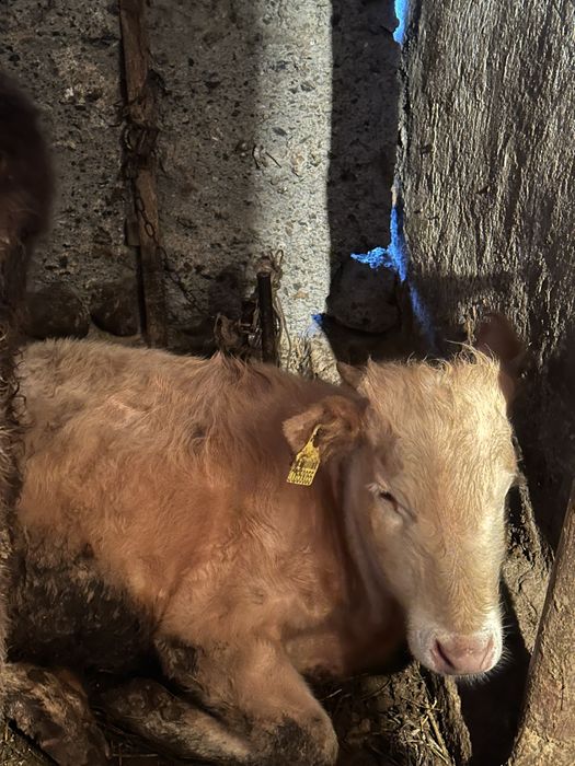 Продам телят бычки, талочки