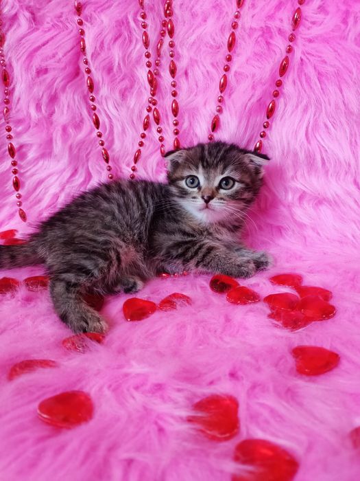 Продам шотландских  вислоухих девочек