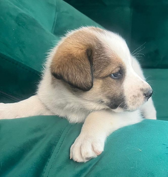 Отдадим щенков в хорошие руки