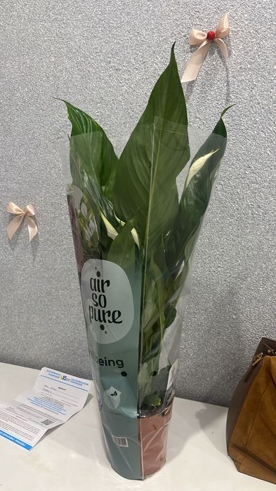 Комнатные цветы Женское счастье