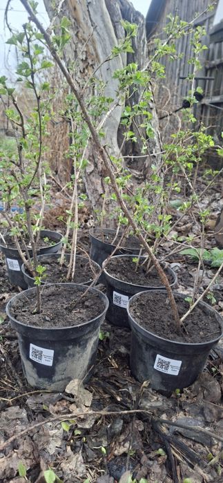 Крыжовник Орфей зелёный