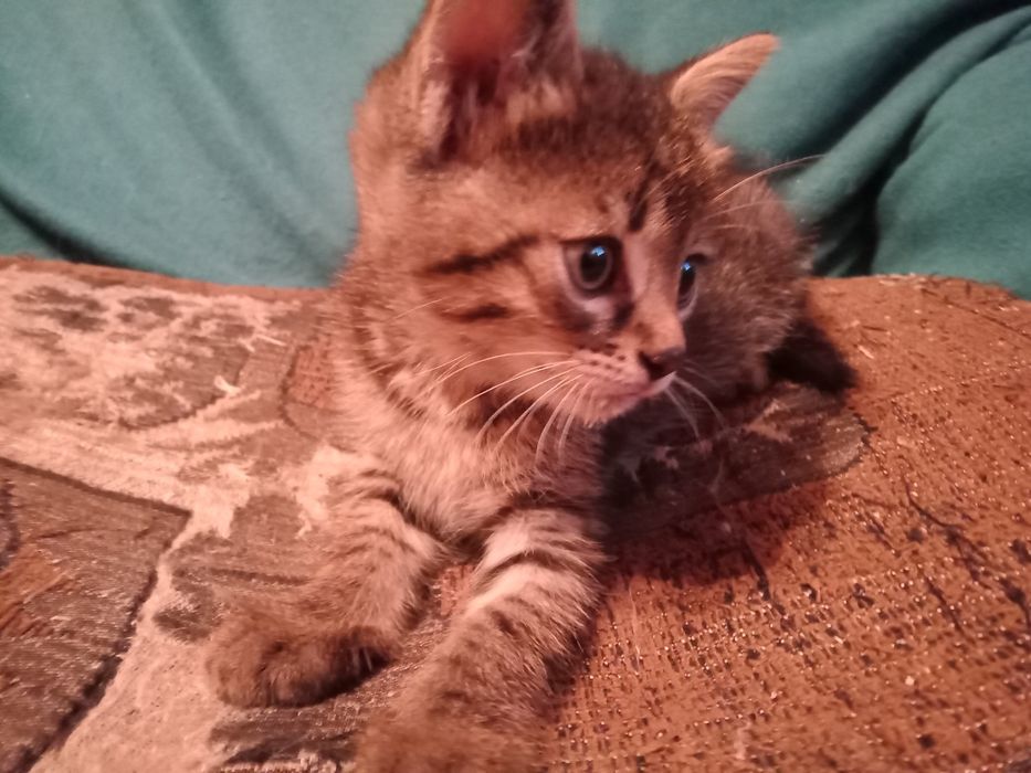Отдам даром котенка.
