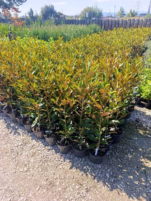 Plante ornamentale pentru grădină și curte | Gamă variată