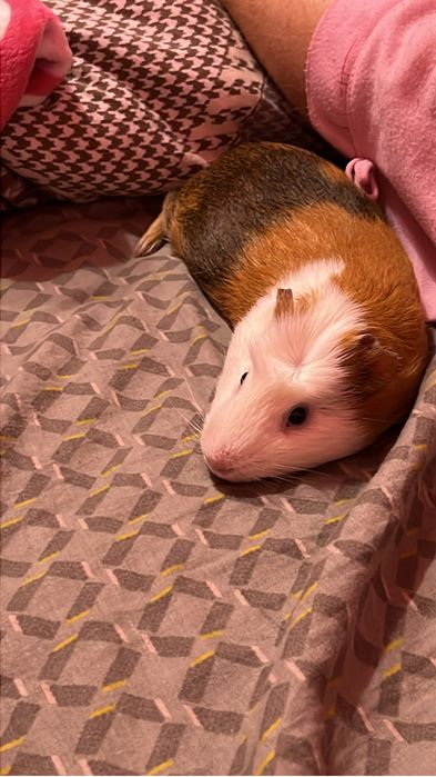 Porcusor de guineea