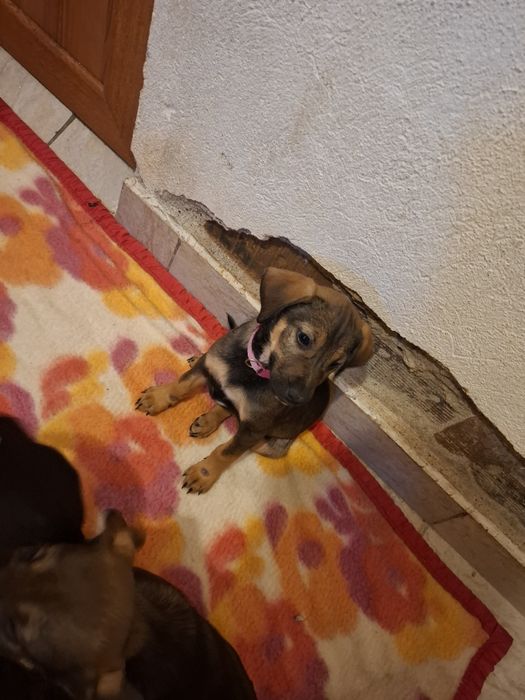 9 малки кученца търсейки си нов дом