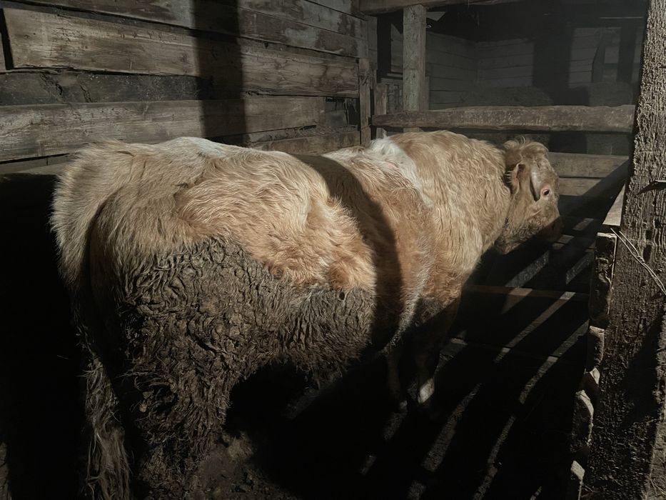 Бұқа сатылады симентал