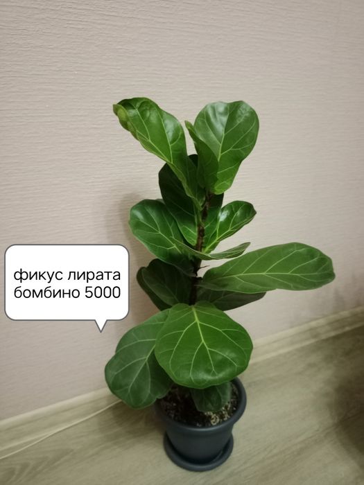 Продам фикусы, антуриум