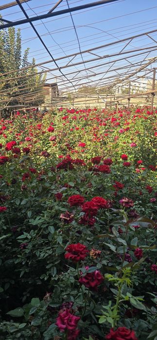 Атиргул кўчатлар