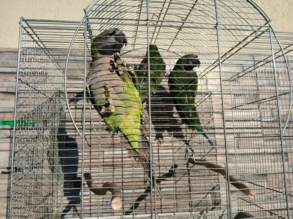 Papagali Alexandru, Baraband, Rozella, Lori