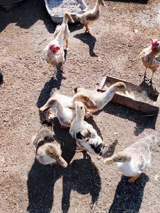 Домашние утята...