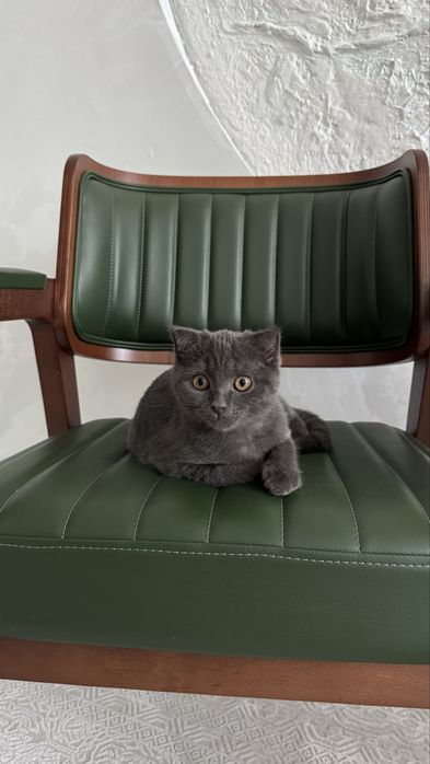 Котята Шотланки 4 мес