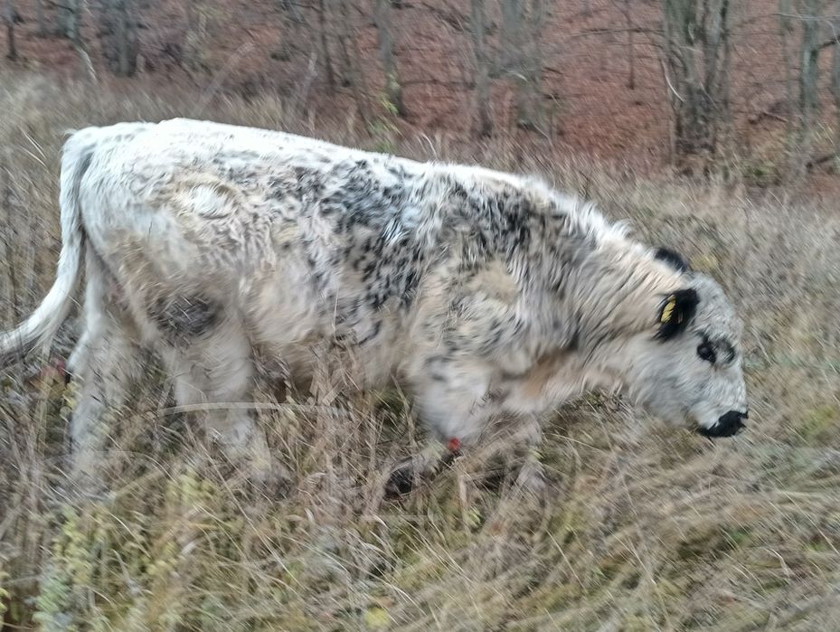 Vand 2 taur rasa de carne galloway