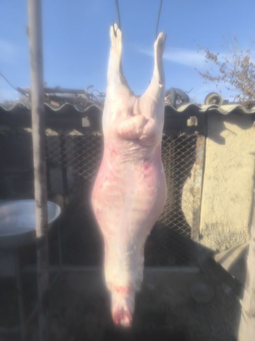 Семіз қойлар сатылады, 70000 басталады