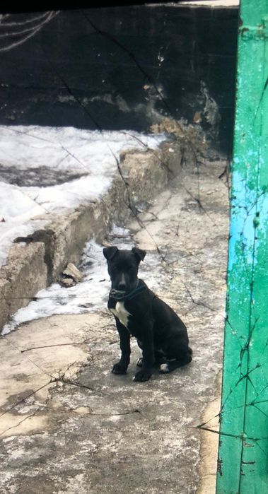 Продам пита щенка