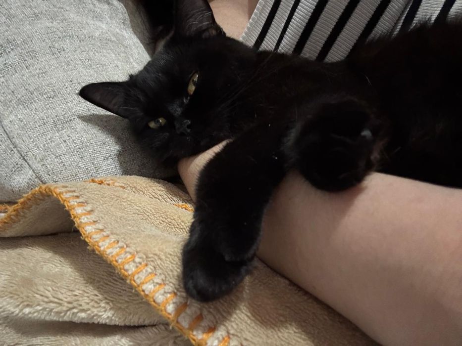 Чёрная кошка британская девочка
