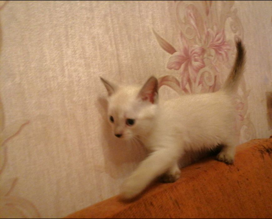 Сиамские котики ()