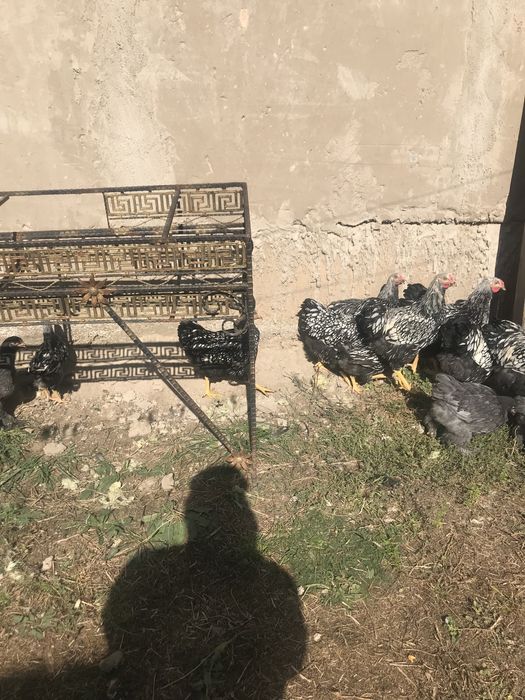 Виандот серебро