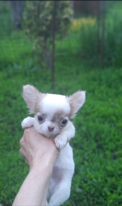 щенки чихуахуа мальчики