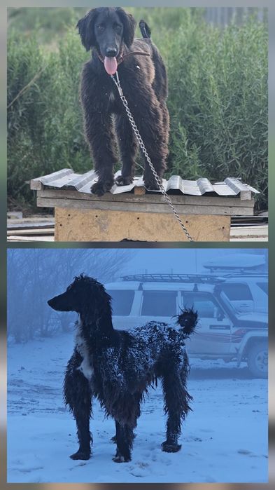 Продам щенки киргизский тайгана