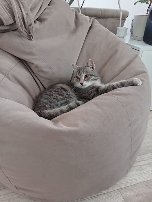 Супер-котенок в добрые руки