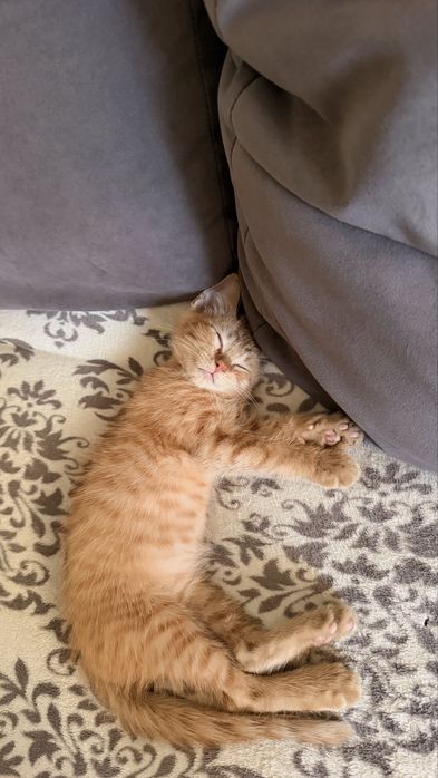 Котенок- мальчик