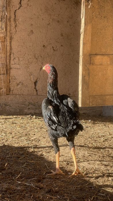 Naqt pulga faqat sotaman