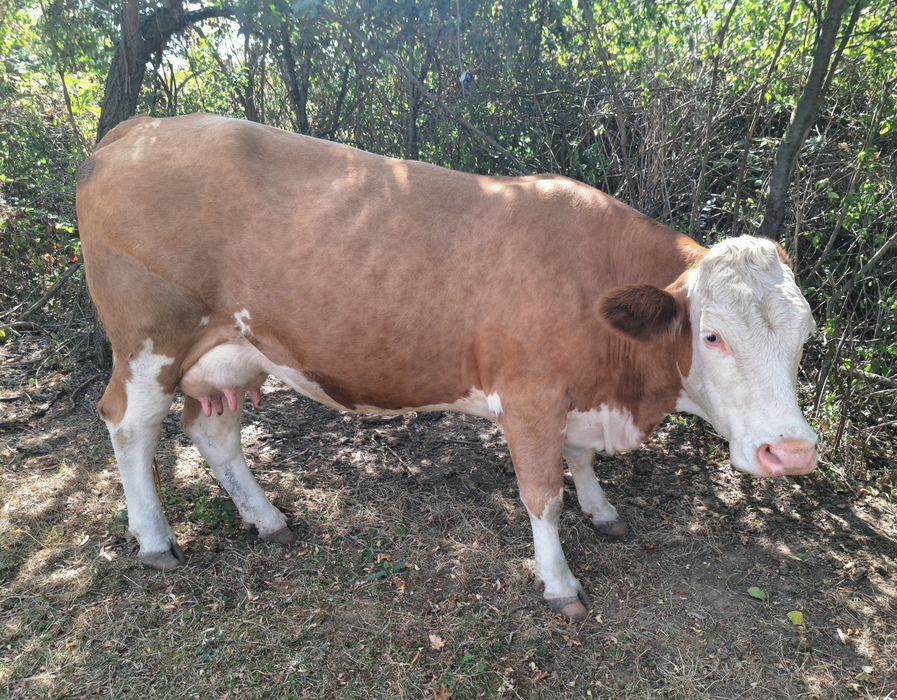 Vand vaca cu vițel.