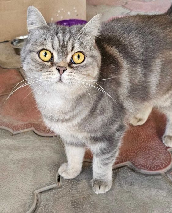 Кошечка в хорошую семью