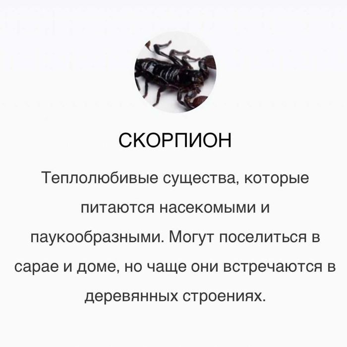 Дезинфекция | Дизенфекция | Дизинфекция клопов тараканов от блох змей