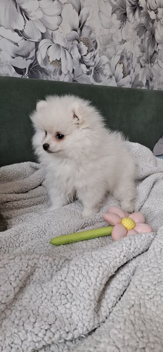 Белоснежная девочка шпиц