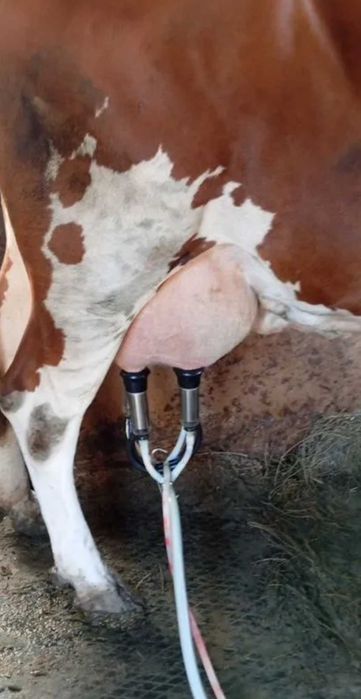 Продам корову племенную