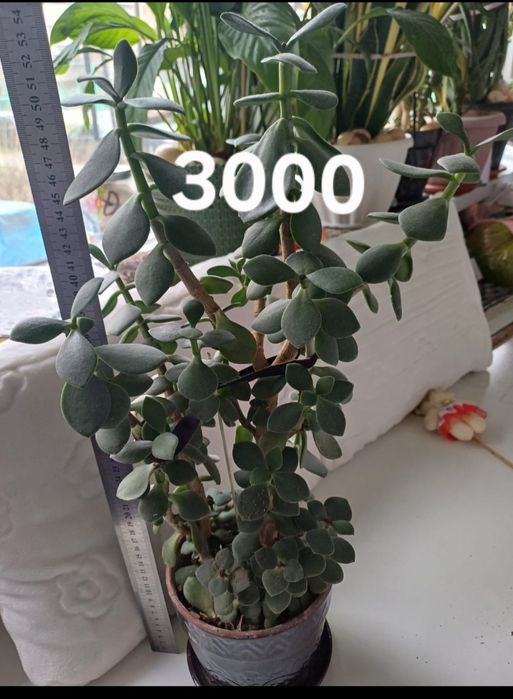 Комнотныйе цветы толстяньки