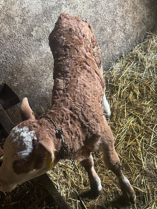 Vand vaci de lapte baltata romaneasca