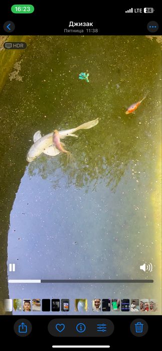 Baliq akvarumda boqilekan