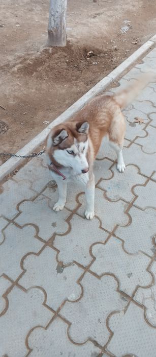 Xaski cotiladi cerojna cotiladi