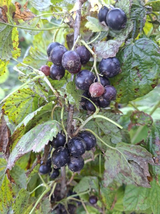 Смородина чёрная и красная