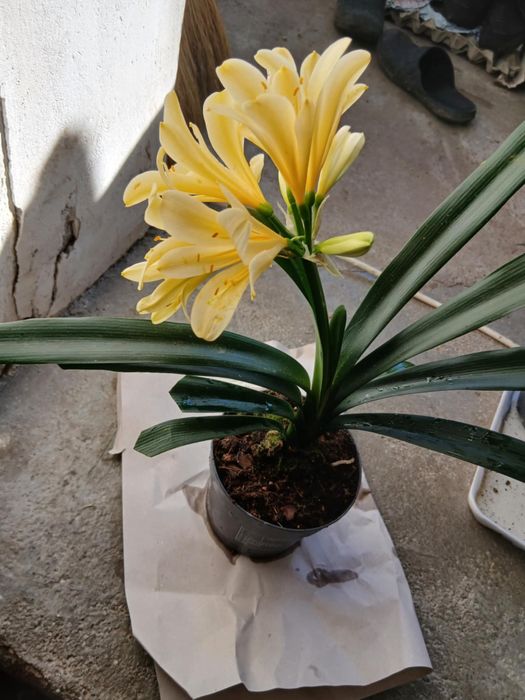 цветя Жълта Кливия