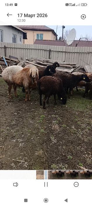 Гиссар матки котные